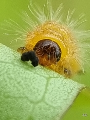 Phyllocharis undulata