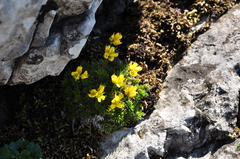 Draba aizoides
