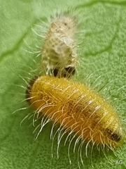 Phyllocharis undulata