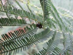 Peltoschema tetraspilotum