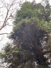 Chamaecyparis lawsoniana