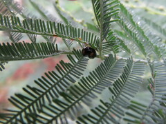 Peltoschema tetraspilotum