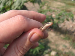 Riopa albopunctata