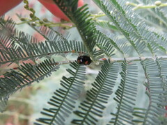 Peltoschema tetraspilotum
