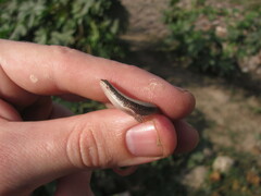 Riopa albopunctata