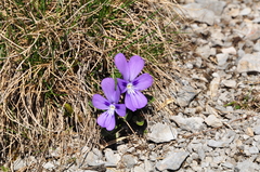 Viola alpina