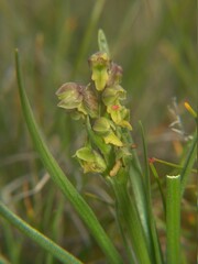 Chamorchis alpina