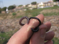 Indotyphlops braminus