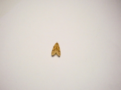 Lophocampa walkeri