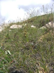 Chamorchis alpina