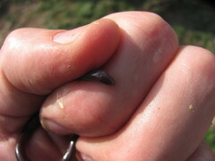 Indotyphlops braminus