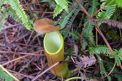 Nepenthes
