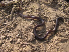 Indotyphlops braminus