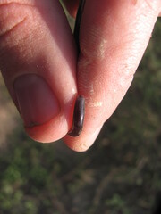 Indotyphlops braminus