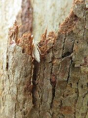 Ledromorpha