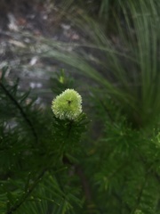 Ricinocarpos pinifolius