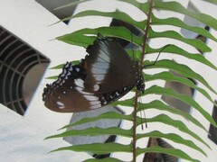 Hypolimnas bolina nerina