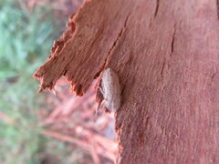 Ledromorpha