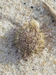 Psammechinus miliaris