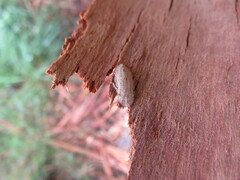 Ledromorpha