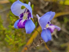 Disa graminifolia