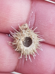 Psammechinus miliaris