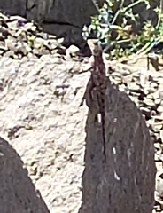 Acanthocercus atricollis