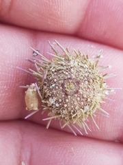 Psammechinus miliaris
