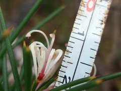 Hakea decurrens