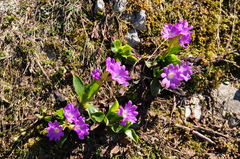 Primula clusiana