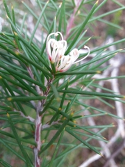Hakea decurrens