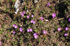 Primula clusiana