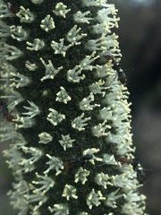 Iridomyrmex rubriceps