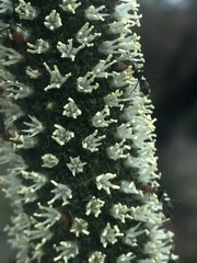 Iridomyrmex rubriceps