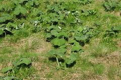 Adenostyles alliariae