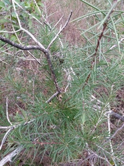 Hakea decurrens