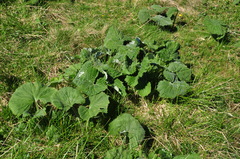 Adenostyles alliariae