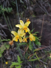 Spathoglottis pubescens