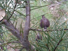 Hakea decurrens