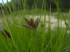 Bolboschoenus planiculmis