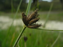 Bolboschoenus planiculmis