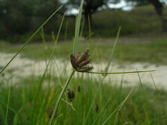 Bolboschoenus planiculmis