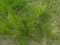 Bolboschoenus planiculmis