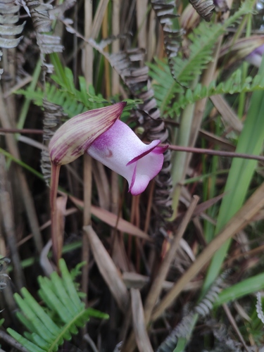 Indian Broomrape