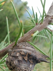 Hakea decurrens