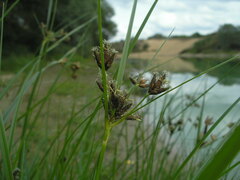 Bolboschoenus laticarpus
