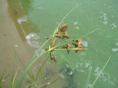 Bolboschoenus laticarpus