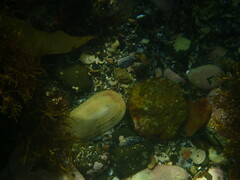 Scutus antipodes