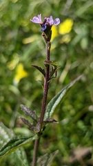 Verbena officinalis