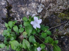 Strobilanthes tetrasperma